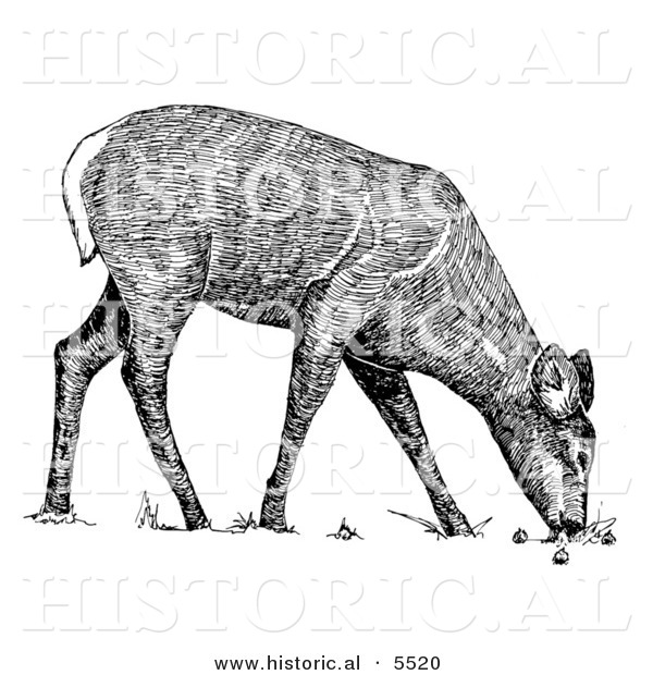 Historical Illustration of a White-tailed Deer Grazing - Black and White Version