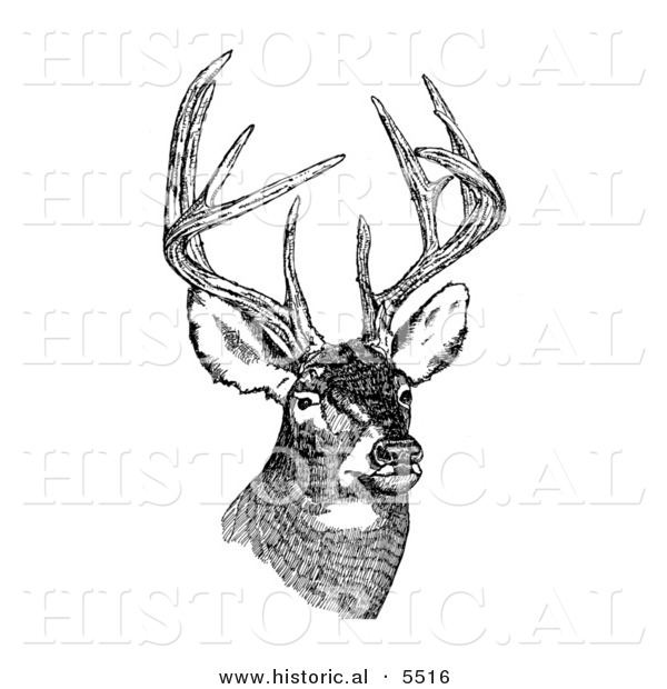 Historical Illustration of a White-tailed Deer (Odocoileus Virginianus) with Antlers Standing and Staring - Black and White Version