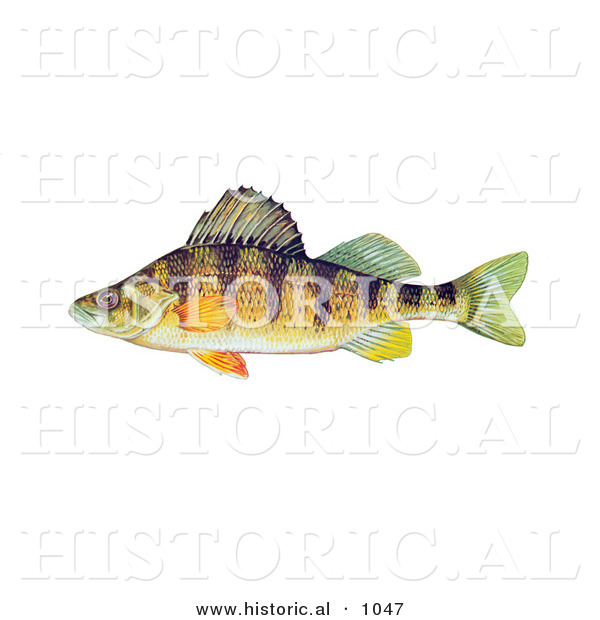 Historical Illustration of a Yellow Perch Fish (Perca Flavescens)