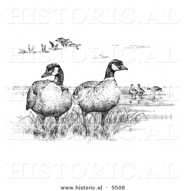 Historical Illustration of Aleutian Canada Geese (Branta Canadensis Leucognaphalus) - Black and White Version