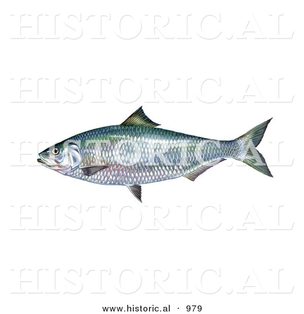 Historical Illustration of an Alabama Shad Fish (Alosa Alabamae)