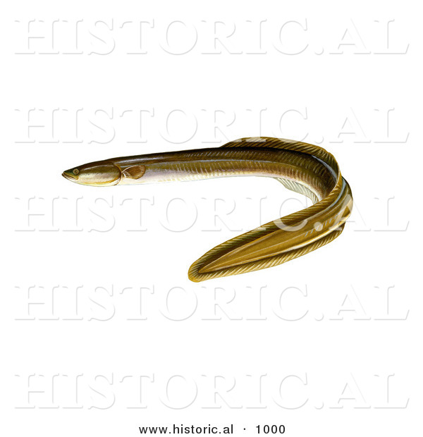 Historical Illustration of an American Eel (Anguillrostrata)