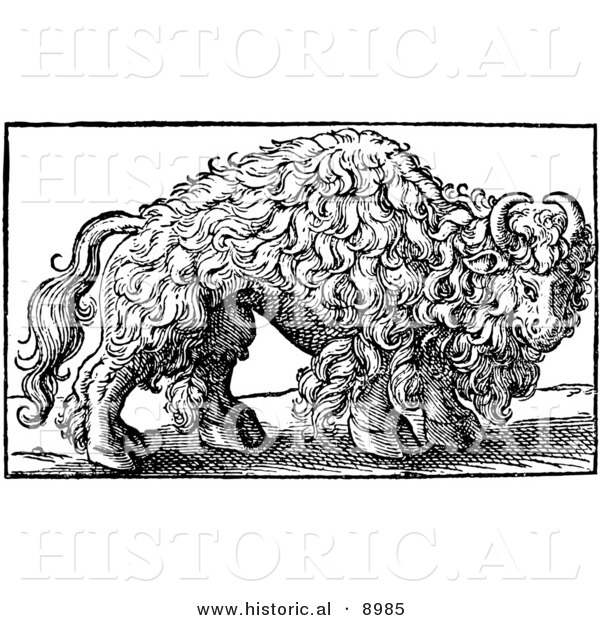 Historical Illustration of an Engraved Buffalo - Black and White Version