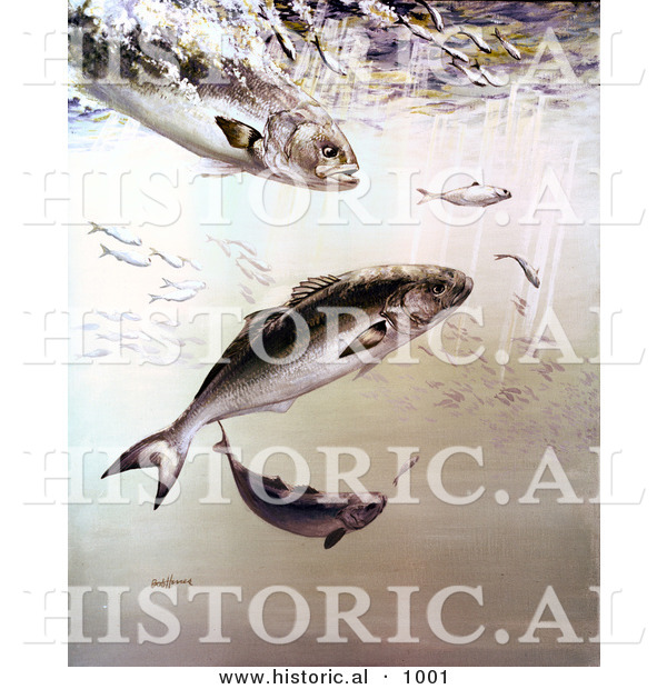 Historical Illustration of Bluefish Feeding on Smaller Fish