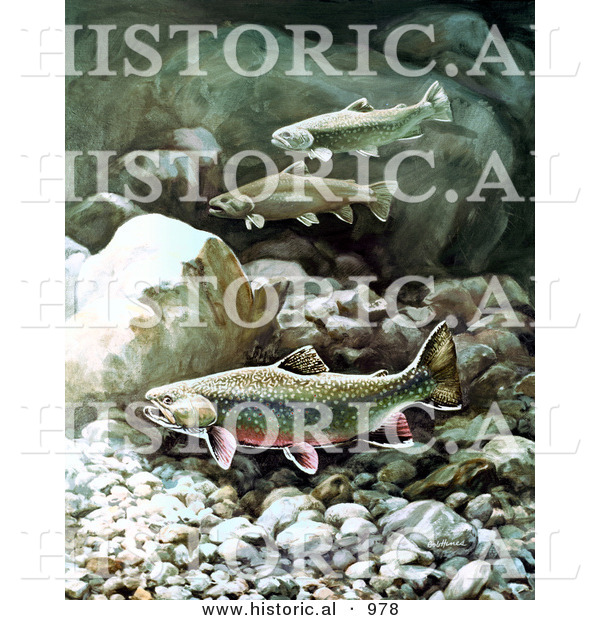 Historical Illustration of Brook Trout Swimming over Boulders and Rocks