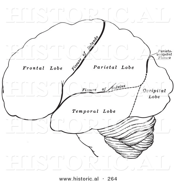 Historical Illustration of the Hemispheres of the Human Brain - Outlined Version