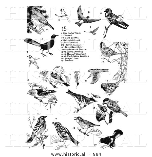 Historical Illustration of Thrushes, Cardinals, Swallows, Warblers, Tanagers, and Woodpeckers - Black and White Version