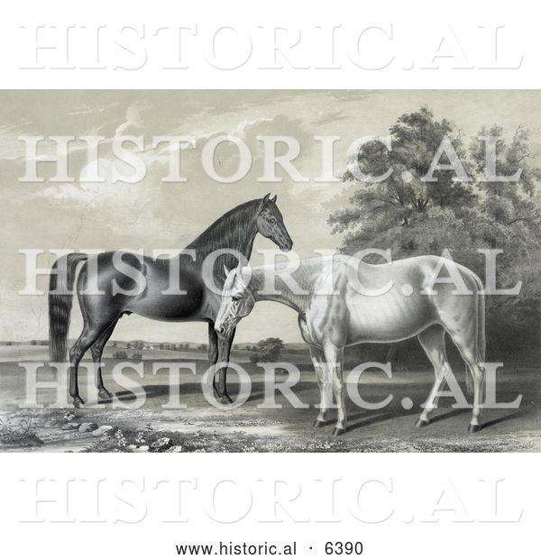 Historical Illustration of Two Beautiful Horses, Black Hawk and Lady Suffolk, Standing Together