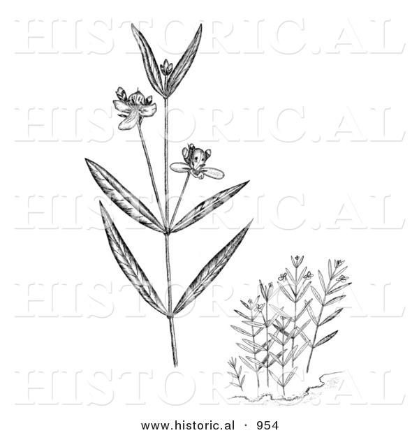 Historical Illustration of Water Willow Plants Flowering - Black and White Grayscale Version