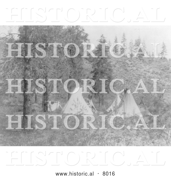 Historical Image of Native American Indian Tipis Under Trees 1910 - Black and White