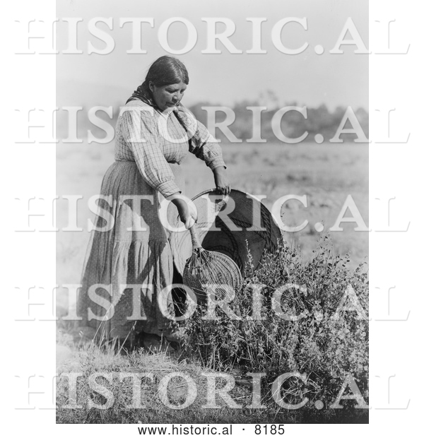 Historical Image of Pomo Woman Gathering Seeds 1924 - Black and White