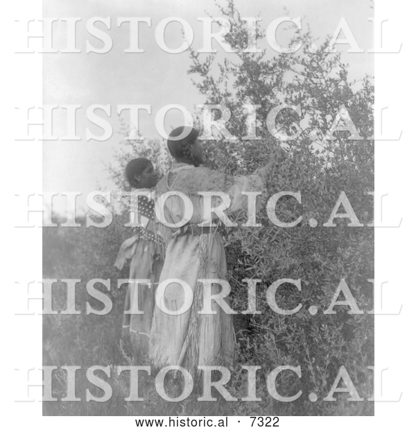 Historical Photo of Buffalo Berry Gatherers 1908 - Black and White