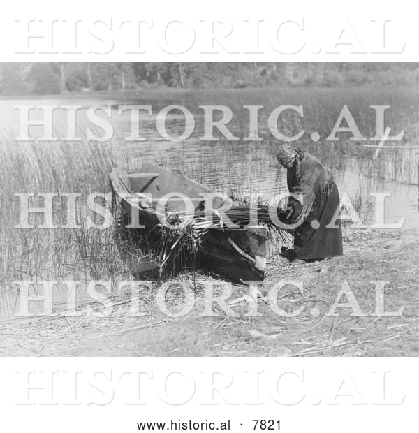 Historical Photo of Tule Gatherer 1910 - Black and White