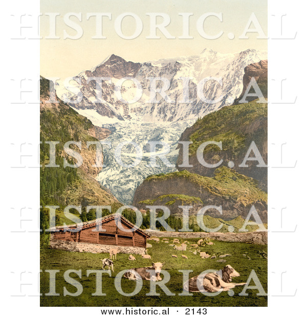 Historical Photochrom of Livestock and Barn near Baregg Glacier, Switzerland