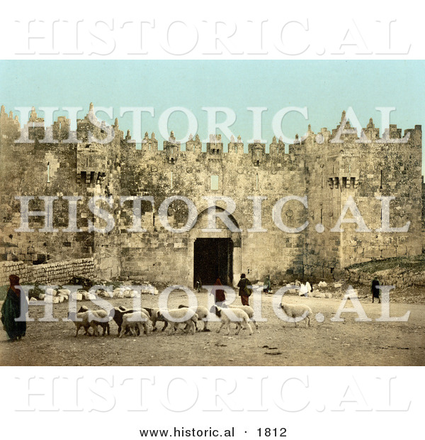Historical Photochrom of Sheep in Front of the Damascus Gate, Jerusalem