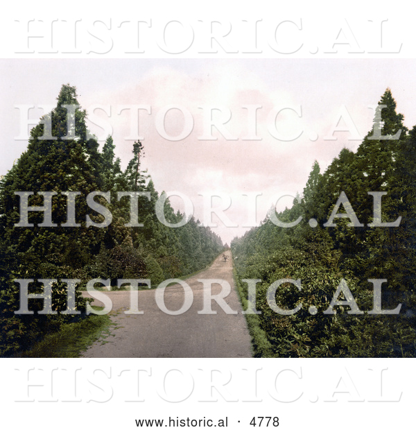 Historical Photochrom of Wellingtonia Avenue in Camberley, Surrey, England, United Kingdom