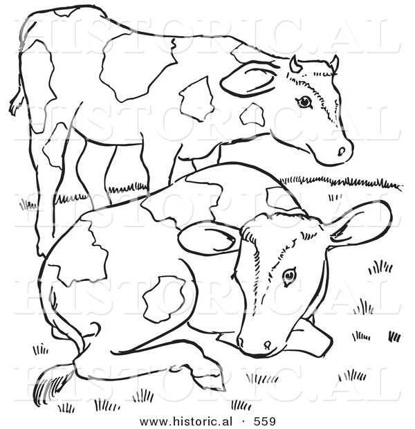 Historical Vector Illustration of 2 Friendly Farm Cows - Outlined Version