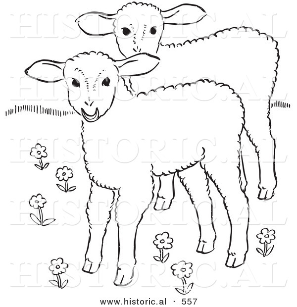 Historical Vector Illustration of 2 Lambs in a Field of Flowers - Outlined Version