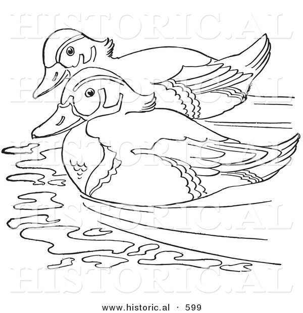 Historical Vector Illustration of 2 Wood Ducks Swimming Together in a Pond - Outlined Version