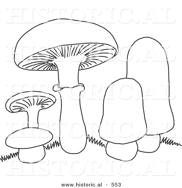 Historical Vector Illustration of 5 Mushrooms with Grass - Outlined Version