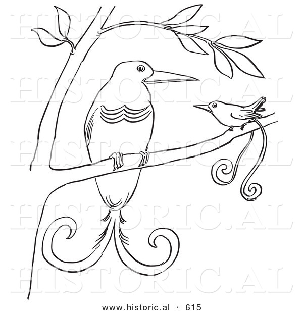 Historical Vector Illustration of a 2 Birds of Paradise in a Tree - Outlined Version
