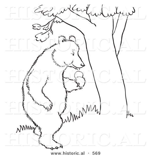 Historical Vector Illustration of a Bear Standing with an Apple Beside a Tree - Outlined Version