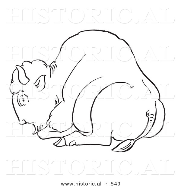 Historical Vector Illustration of a Bison Laying on the Ground - Outlined Version