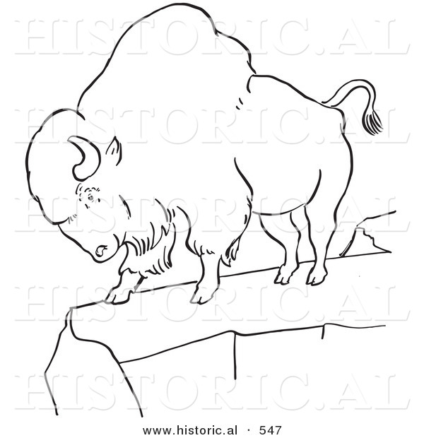 Historical Vector Illustration of a Bison Standing on a Cliff - Outlined Version