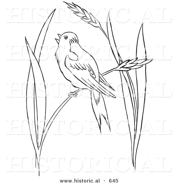 Historical Vector Illustration of a Bobolink Bird Perched on Wheat Grass - Outlined Version