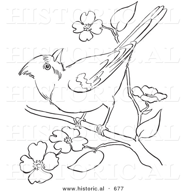 Historical Vector Illustration of a Cardinal on a Tree Branch with Blossoms - Outlined Version