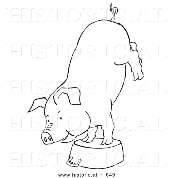 Historical Vector Illustration of a Circus Pig Doing a Handstand on a Kitchen Pot - Outlined Version
