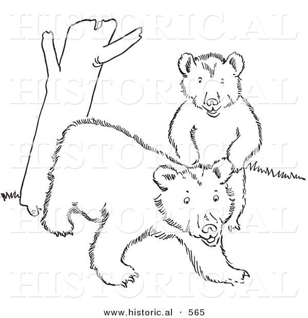 Historical Vector Illustration of a Cub Bears Playing by a Tree Trunk - Outlined Version