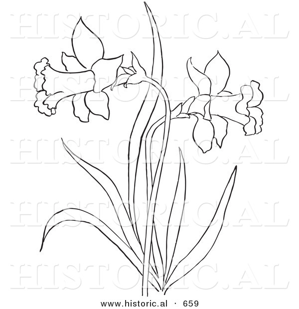 Historical Vector Illustration of a Dandelion Plant Flowering - Outlined Version