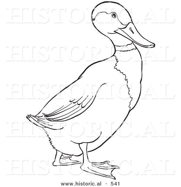 Historical Vector Illustration of a Drake Mallard Duck Walking Forward - Outlined Version