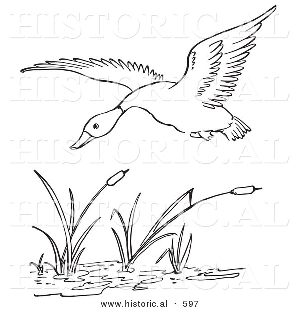 Historical Vector Illustration of a Duck Flying over a Pond with Cattails - Outlined Version