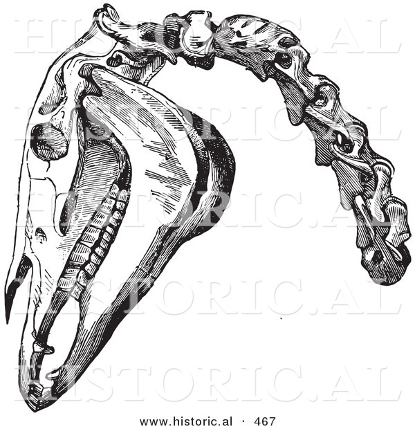 Historical Vector Illustration of a Engraved Horse Head and Neck Bones - Black and White Version
