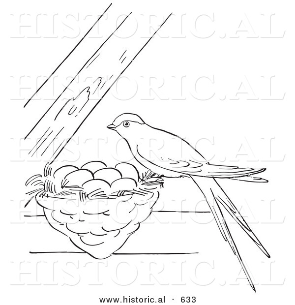 Historical Vector Illustration of a Female Swallow Bird Perched on Its Nest with Eggs - Outlined Version