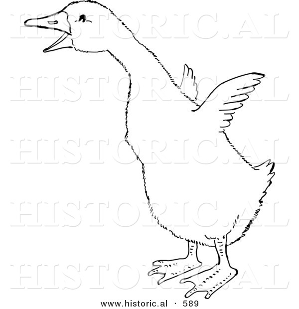 Historical Vector Illustration of a Gosling Trying to Fly - Outlined Version