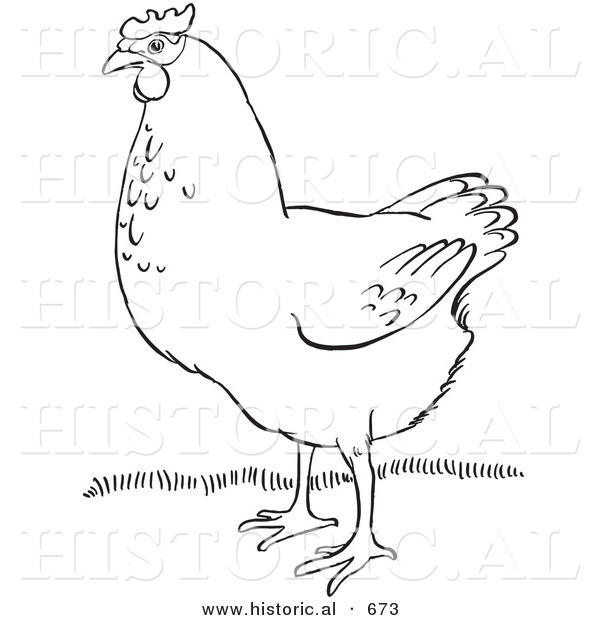 Historical Vector Illustration of a Hen Standing on Grass - Outlined Version