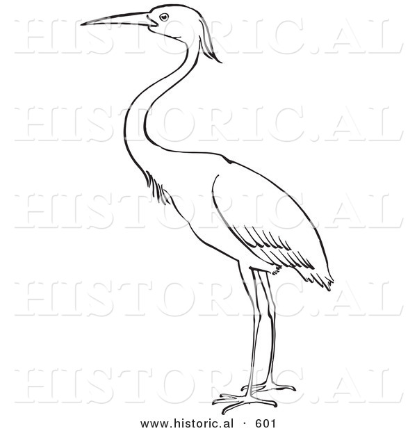 Historical Vector Illustration of a Heron Bird Standing and Staring - Outlined Version