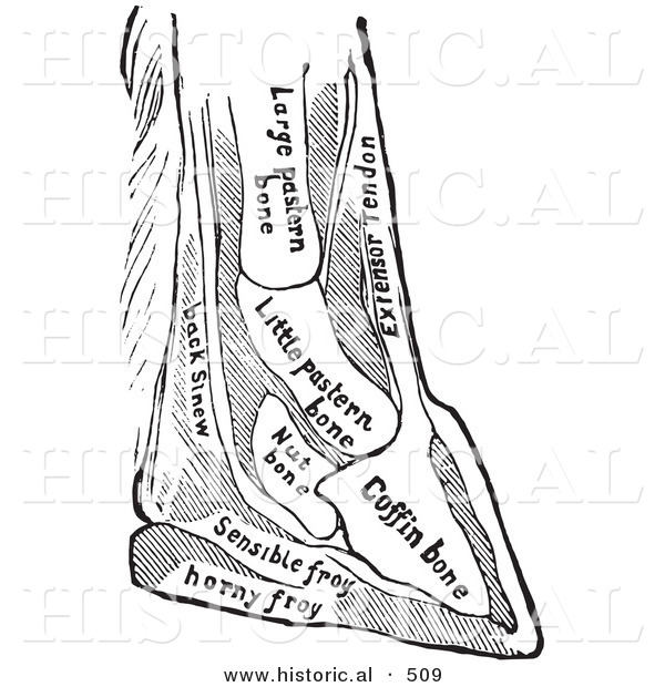 Historical Vector Illustration of a Horse Diagram Featuring Foot with Bones - Black and White Version