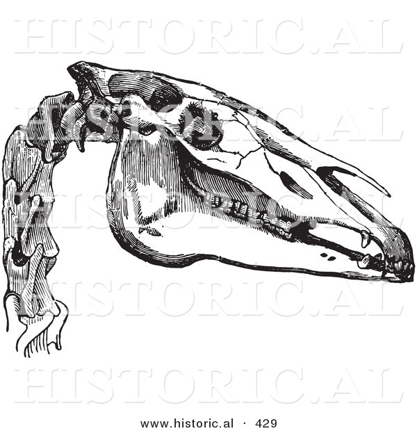 Historical Vector Illustration of a Horse Head and Neck Bones - Black and White Version