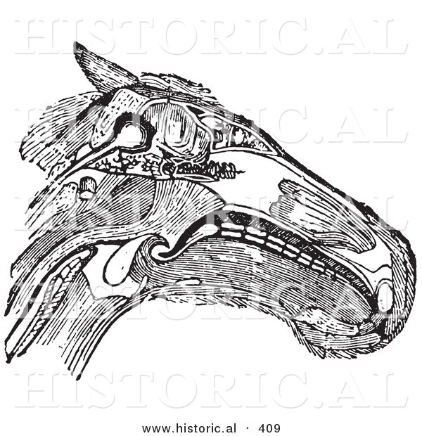 Historical Vector Illustration of a Horse Head Diagram Featuring Muscles Tendons and Bones - Black and White Version