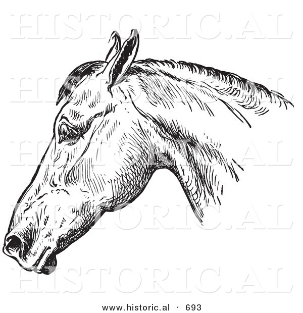 Historical Vector Illustration of a Horse's Anatomy Featuring a Bad Head from the Side - Black and White Version