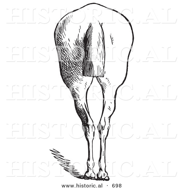 Historical Vector Illustration of a Horse's Anatomy Featuring Bad Hind Quarters from the Rear - Black and White Version