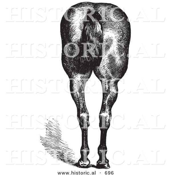 Historical Vector Illustration of a Horse's Anatomy Featuring Good Hind Quarters from the Rear - Black and White Version