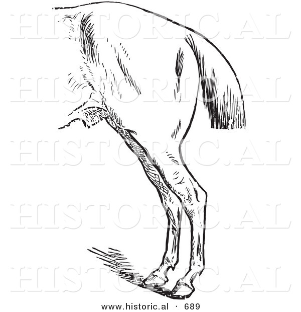 Historical Vector Illustration of a Horse's Anatomy with Bad Hind Quarters - Black and White Version