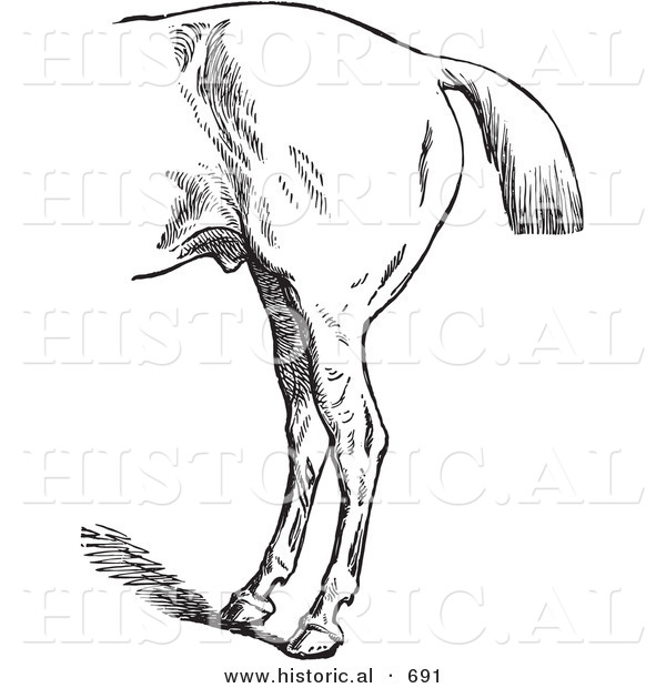 Historical Vector Illustration of a Horse's Anatomy with Bad Hind Quarters