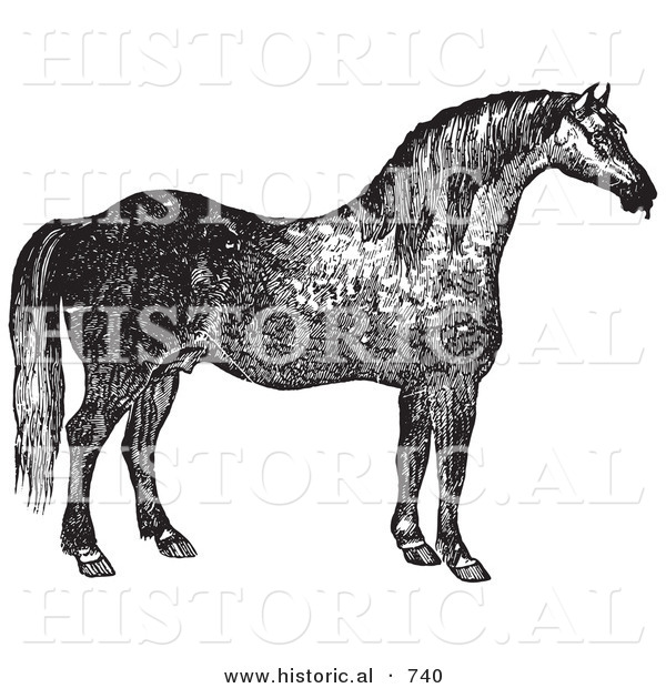 Historical Vector Illustration of a Horse's Right Side - Black and White Version