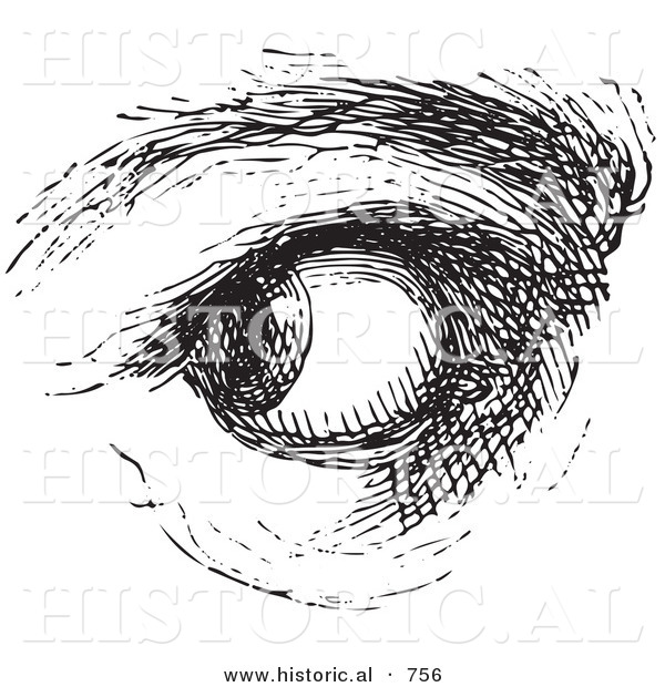 Historical Vector Illustration of a Human Eye Looking over - Black and White Version